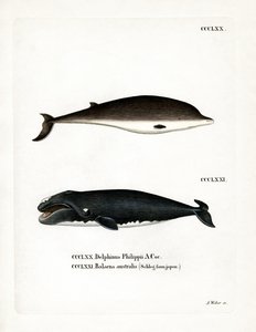 Zifio di Cuvier