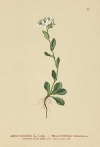 Arabetta a foglie di margherita (Arabis bellidifolia) da German School