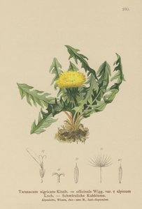 Dente di leone (Taraxacum nigricans, Taraxacum officinale var. Alpinum) da German School