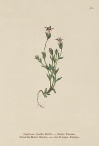 Genziana nana danese (Gentiana tenella, Gentianella tenella, Comastoma tenellum) da German School