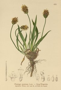 Plantago atrata, Plantago montana