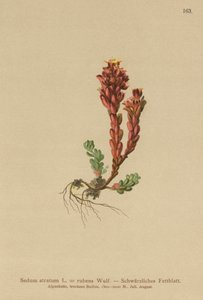Borracina scura (Sedum atratum, Sedum rubens) da German School
