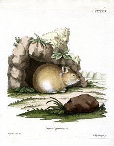 Pika della Dauria da German School