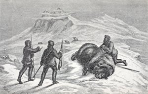 Morte del bue muschiato, pub. Londra 1874 da German School