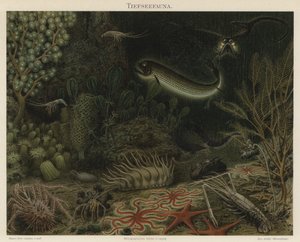 Fauna delle profondità marine da German School