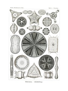 Diatomea, 1899-1904 da German School