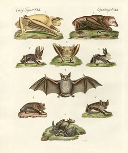 Diversi tipi di pipistrelli