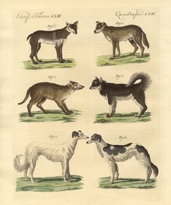 Diversi tipi di cani da German School
