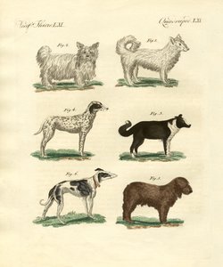 Diversi tipi di cani