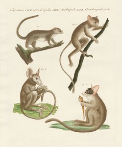 Diversi tipi di lemuri