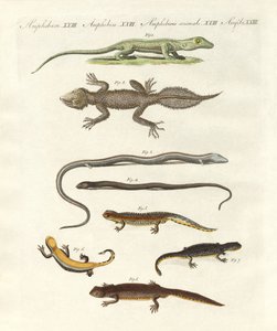 Varietà di lucertole