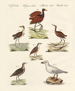 Diversi tipi di uccelli di palude