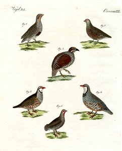 Diversi tipi di pernici