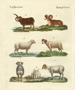 Diversi tipi di pecore