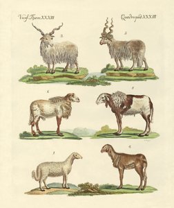 Diversi tipi di pecore
