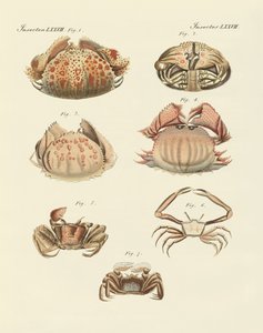 Diversi tipi di gamberi e granchi (incisione colorata) da German School