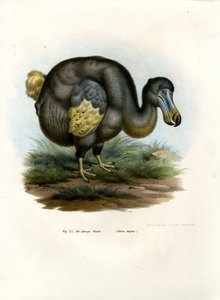 Dodo, 1864 da German School