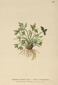 Asplenium Seelosii da German School