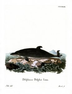 Delfino