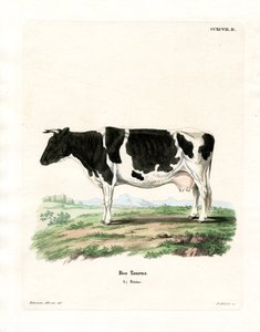 Bovino domestico