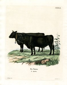 Bovino domestico da German School