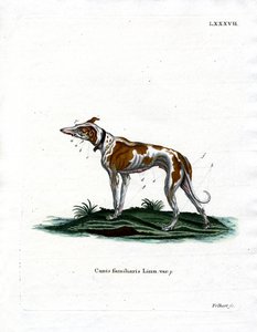 Cane domestico