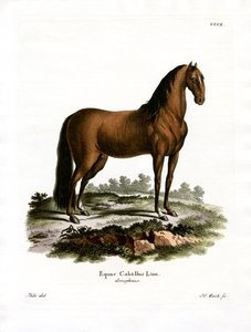 Cavallo domestico