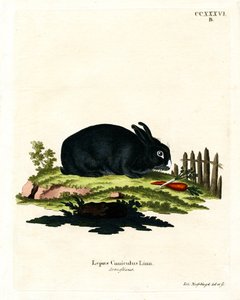 Coniglio domestico