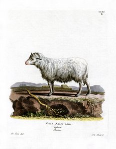 Pecora Domestica