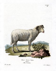 Pecora domestica da German School