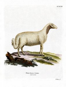 Pecora domestica