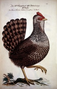 Gallina domestica - trattato tedesco del XVIII secolo da German School