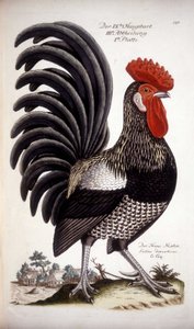 Gallo domestico - trattato tedesco del XVIII secolo da German School