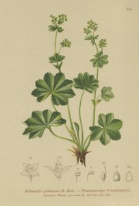 Mantello della signora pubescente (Alchemilla pubescens, Alchemilla glaucescens) da German School