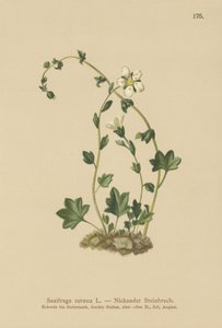 Sassifraga pendula (Saxifraga cernua) da German School