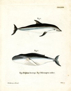 Delfino scuro