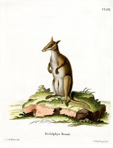 Wallaby Scuro