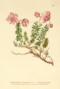 Rododendro nano (Rhododendron Chamaecistus)
