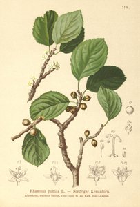 Ramno nano (Rhamnus pumila)