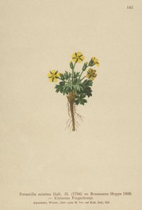 Cinquefoil nano (Potentilla minima, Potentilla brauneana, Potentilla dubia) da German School