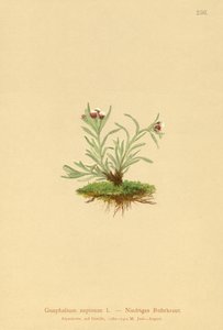 Gnaphalium nano da German School
