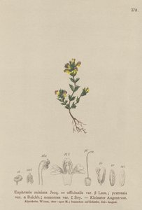 Eufrasia nana (Euphrasia minima, Euphrasia officinalis, Euphrasia pratensis var. nemorosa) da German School