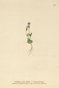 Genziana nana (Gentiana nana, Gentianella nana)