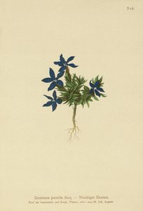 Genziana pumila (Gentiana pumila) da German School