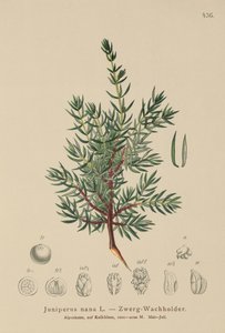 Juniperus nana, Juniperus communis subsp. nana, Juniperus communis var. saxatilis da German School
