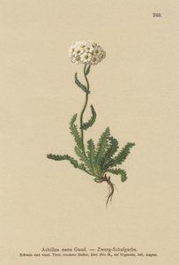 Milfoil nano da German School
