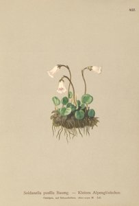 Campanula delle nevi nana (Soldanella pusilla, Soldanella alpicola)