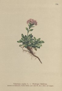 Valeriana nana