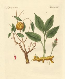 Piante tintorie da German School