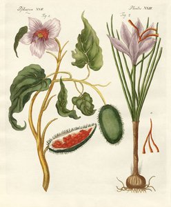 Piante tintorie da German School